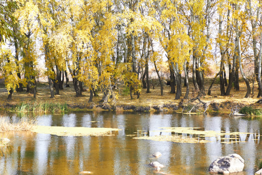autumn as background photo