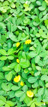 A close up of green leaves and yellow flowers photo