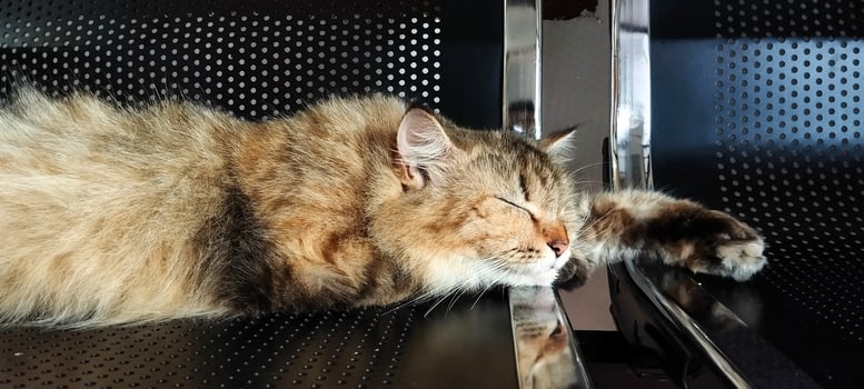 A fluffy cat laying on top of a metal shelf photo