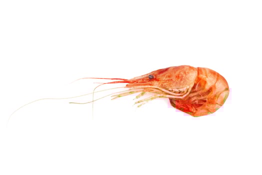 shrimp on white photo