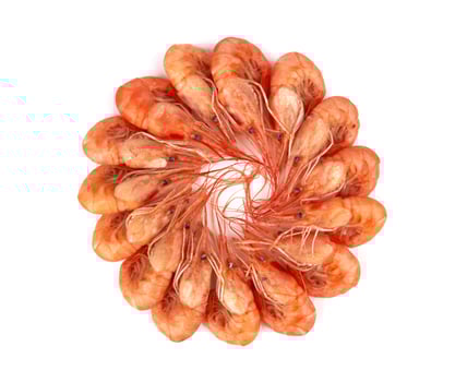 Boiled shrimp isolated photo