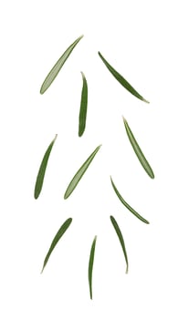 Fresh rosemary on white photo