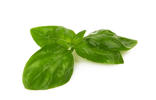 Basil leaves isolated photo