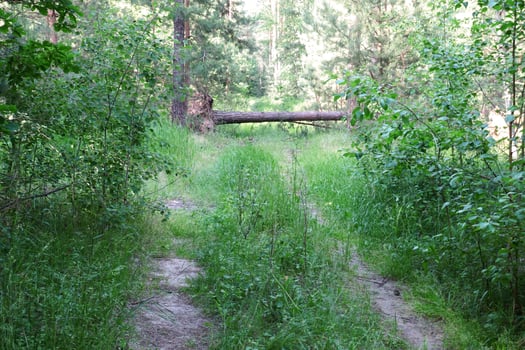 road in the forest photo