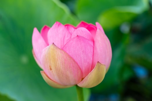 A pink lotus flower sways in the wind, Nelumbo nucifera. Against the background of their green leaves. Lotus field on the lake in natural environment. photo