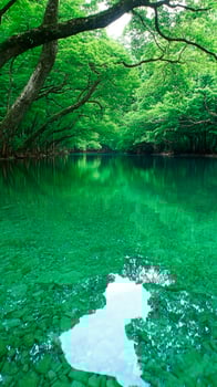 A river with green water and trees in the middle of a forest photo