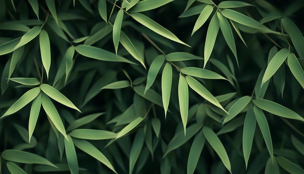 Bamboo green leaves nature environment concept dark background photo