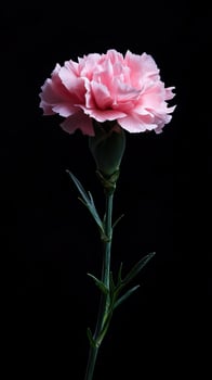 Carnation isolated on black background photo