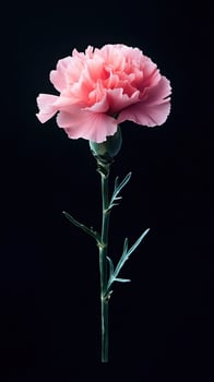 Carnation isolated on black background photo