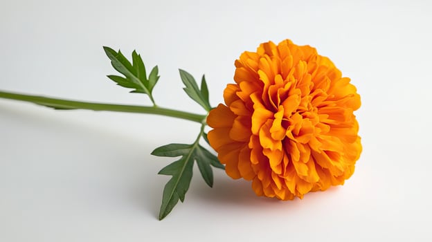 Marigold isolated on white background photo
