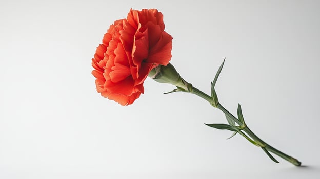 Carnation isolated on white background photo