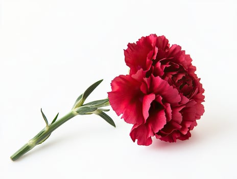 Carnation isolated on white background photo