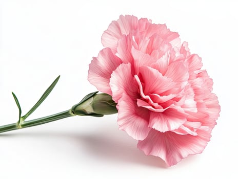 Carnation isolated on white background photo
