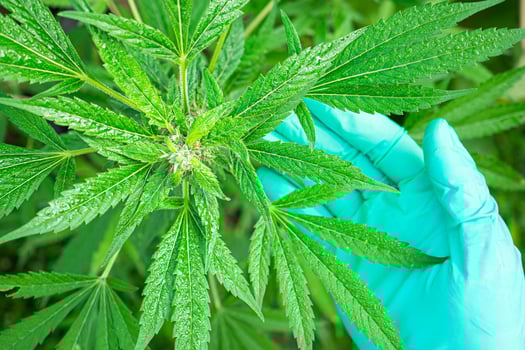 Marijuana female flower with water drop on green leaves. Close-up of hand check cannabis plant in the morning on the farm outdoor. Marijuana plantation for medical and business concept photo