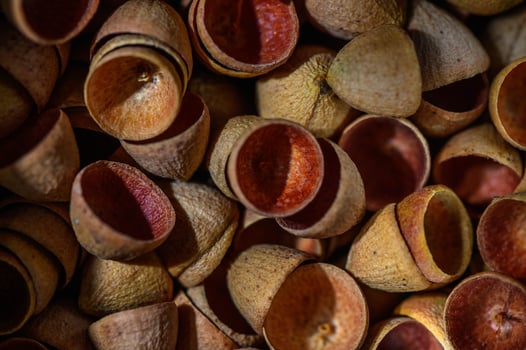bunch of eucalyptus seed pods caps abstract background , nature background 1 photo