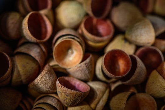Eucalyptus seed pods abstract background , seed background 2 photo