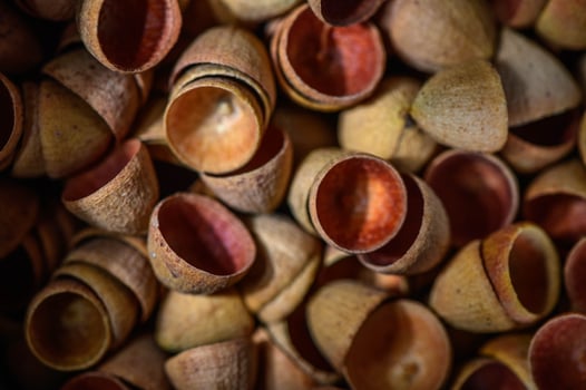 Eucalyptus Seed Pod Caps, Tiny Eucalyptus Caps, 2 photo