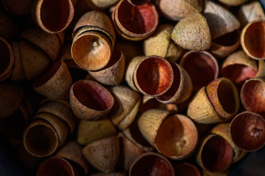 Eucalyptus seed pod caps as background 3 photo