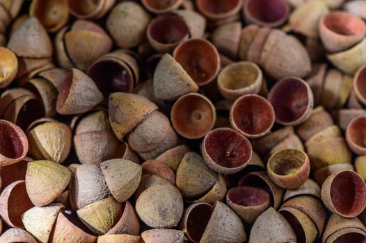 Eucalyptus seed pods abstract background 1 photo