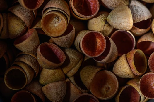 Eucalyptus seed pods abstract background , seed background 1 photo