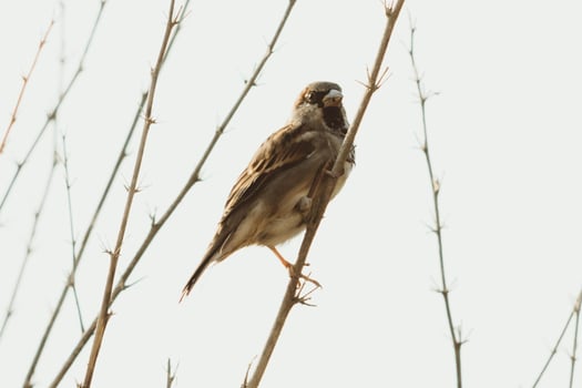 Savvy Sparrow Tales of Wit and Charm photo