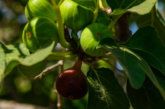 Close-up of a fig on tree photo