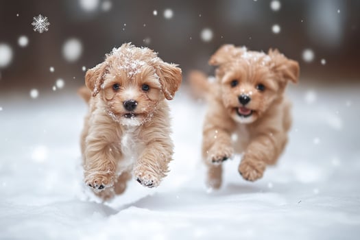 Two small dogs running in the snow photo