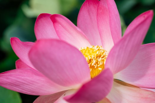 A pink lotus flower sways in the wind, Nelumbo nucifera. Against the background of their green leaves. Lotus field on the lake in natural environment. photo
