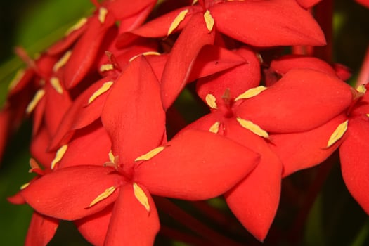Vivid red Ixora flowers in bloom. photo