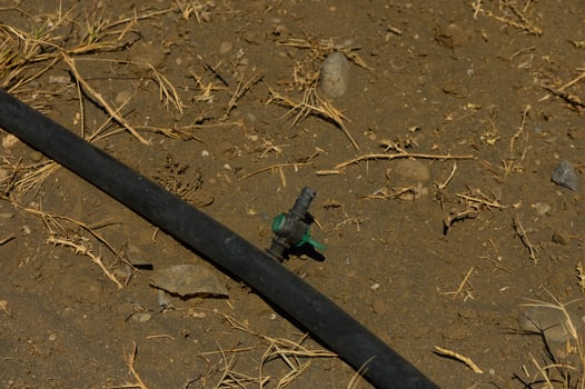 Drip irrigation system in an ornamental garden photo