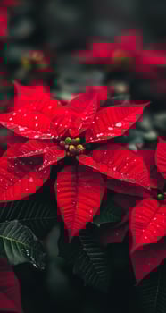 Vibrant red poinsettia flowers adorned with droplets in a lush garden setting photo