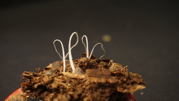 Three delicate white hairlike structures rising from brown soil. Perfect for illustrating growth, nature, environment, and beginnings in designs. photo