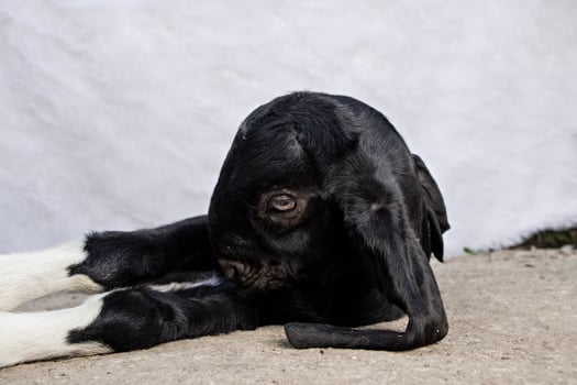 the young goat lay down and its big eyes, the fine black fur of the young goat, lay on the ground photo