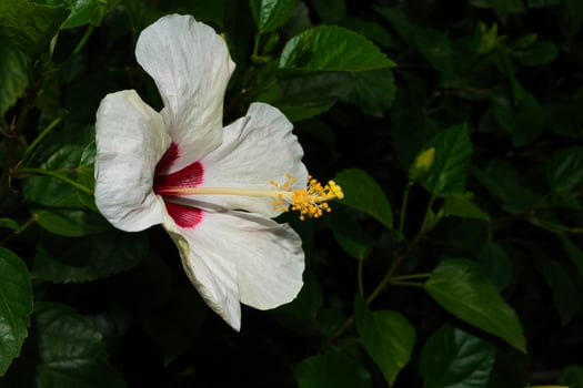 a white flower with a red center is shown photo