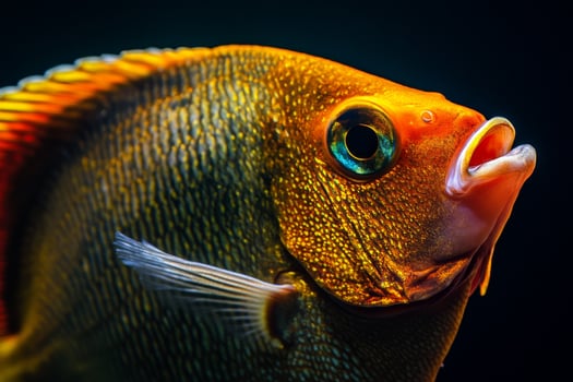 A close up of a fish with its mouth open photo