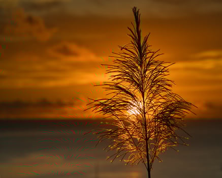 yellow golden sunset behind sugarcane flower over the ocean, Mahe Seychelles photo