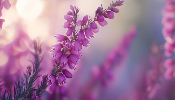 Lavender beauty flower vibrant blossom petal nature plant blurred dark background photo