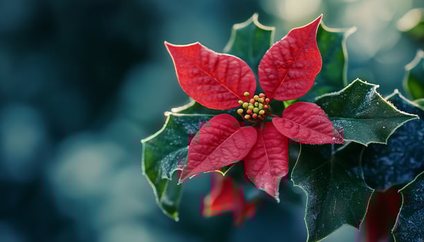 Ivy beauty flower vibrant blossom petal nature plant blurred dark background photo