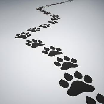 Paw prints wind across smooth surface, suggesting animal movement For Social Media Post Size photo
