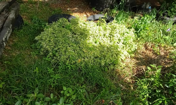 Green leave tree photo