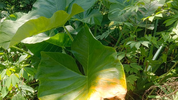 A close-up view of large green leaves with a yellowed leaf in the foreground, surrounded by smaller green leaves. photo