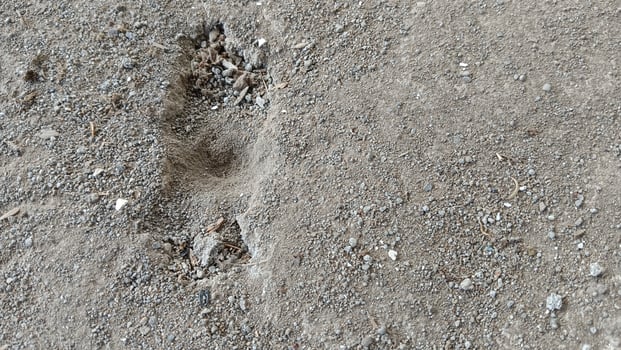 A close-up of a small, shallow hole in the ground, likely created by an animal digging. photo