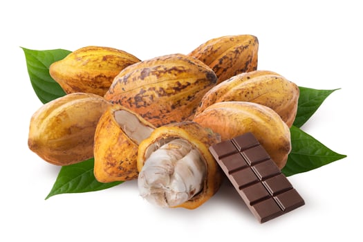Yellow and halved ripe cocoa fruits are used to make chocolate isolated on a white background photo