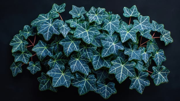 Vibrant ivy leaves spread gracefully, creating a striking contrast with the dark backdrop photo