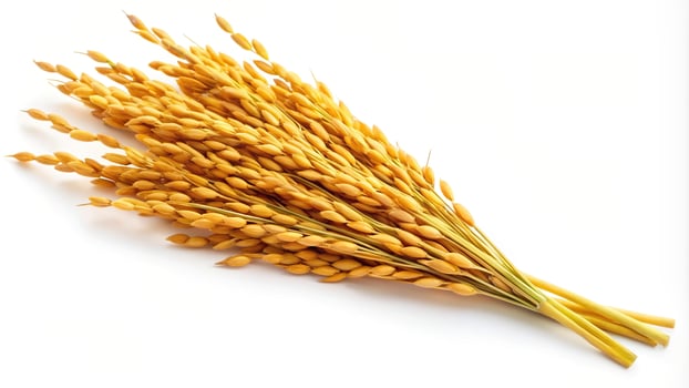 food, agriculture, spike, fisheye, white, rice, grain, natural, organic, crop, background, nutritious, harvest, single, closeup, Golden Glory A Single Rice Spike Isolated on White Fisheye photo