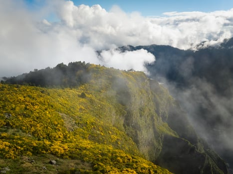 View of Madeira mountains in clouds with blooming Cytisus shrubs, Portugal photo