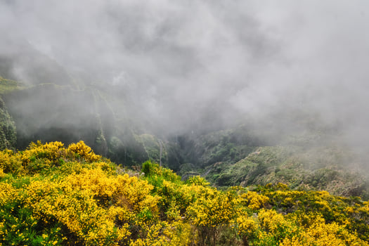 View of Madeira mountains in clouds with blooming Cytisus shrubs, Portugal photo