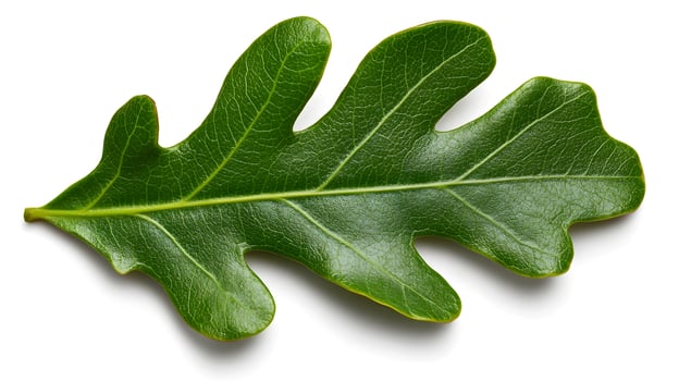 Striking Oak Leaves Isolated on Clean White Background Displaying Vibrant Autumn Foliage photo