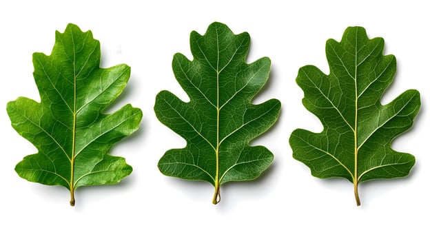 Oak Leaves with Acorns on White Background Natural Botanical Decor photo
