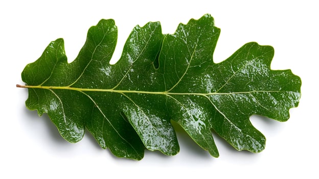 Majestic Oak Leaves Isolated on White Background Showcasing Natural Beauty and Autumn Essence photo